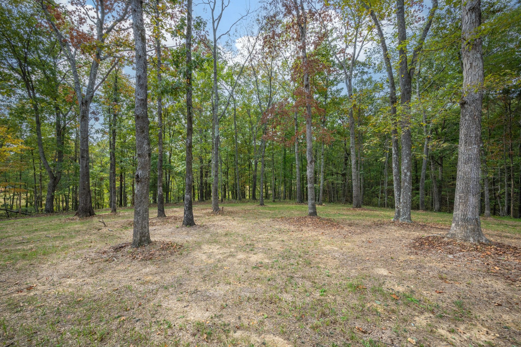 762 Billy Wynn Road Dickson, TN 37055 - Photo 32 of 38 a view of outdoor space with trees