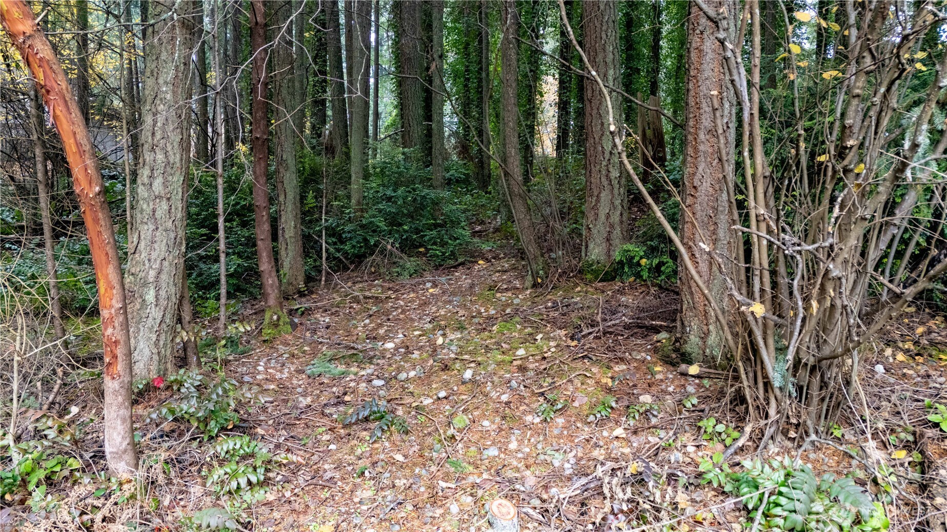 6943 20th Avenue Southeast Lacey, WA 98503 - Photo 23 of 26 a view of a yard with plants and trees
