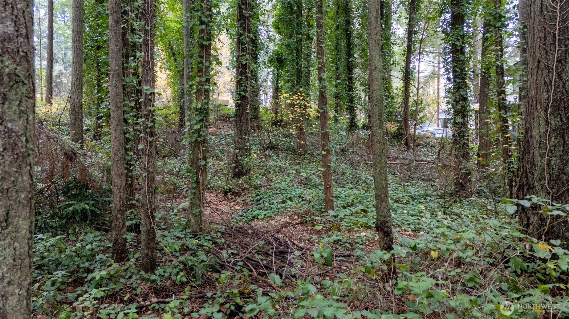 6943 20th Avenue Southeast Lacey, WA 98503 - Photo 25 of 26 a view of a forest with trees