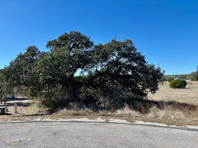 a view of a yard with plants and trees
