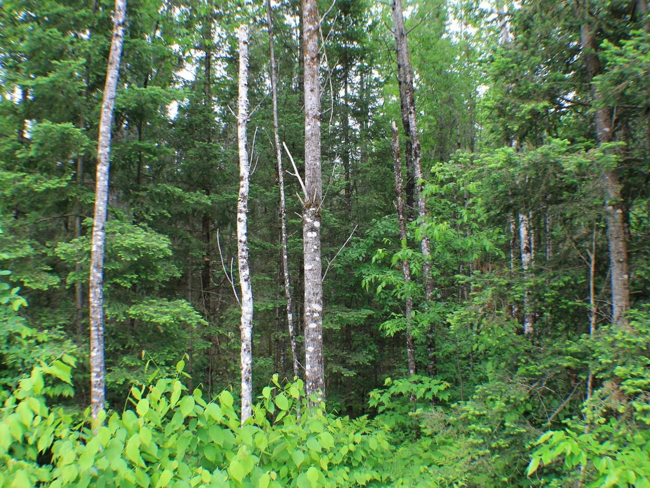 3353 West Nathan Pass Mercer, WI 54547 - Photo 58 of 58 Gallery Image 58