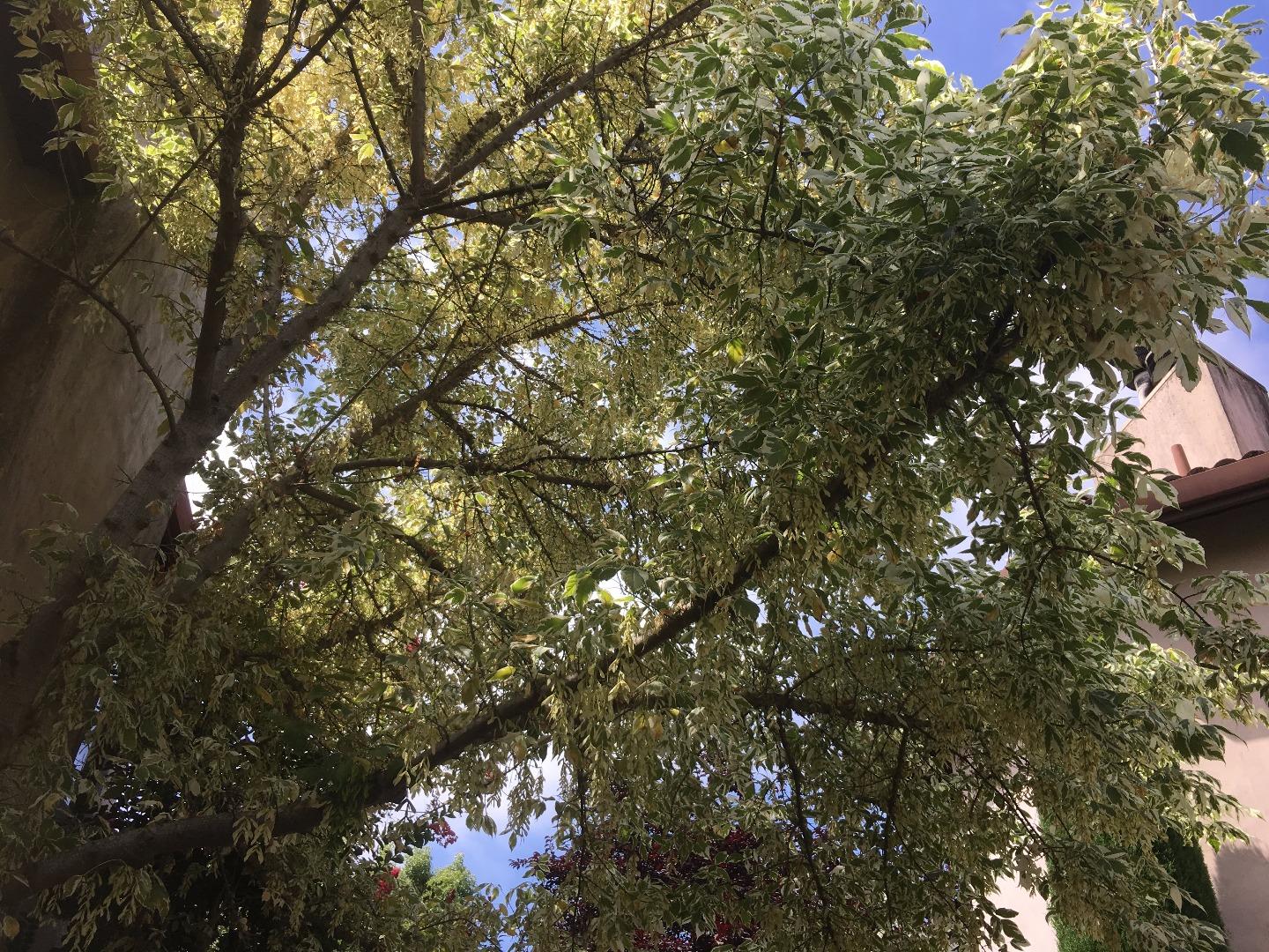 770 Calabasas Road Watsonville, CA 95076 - Photo 39 of 39 a picture of tree