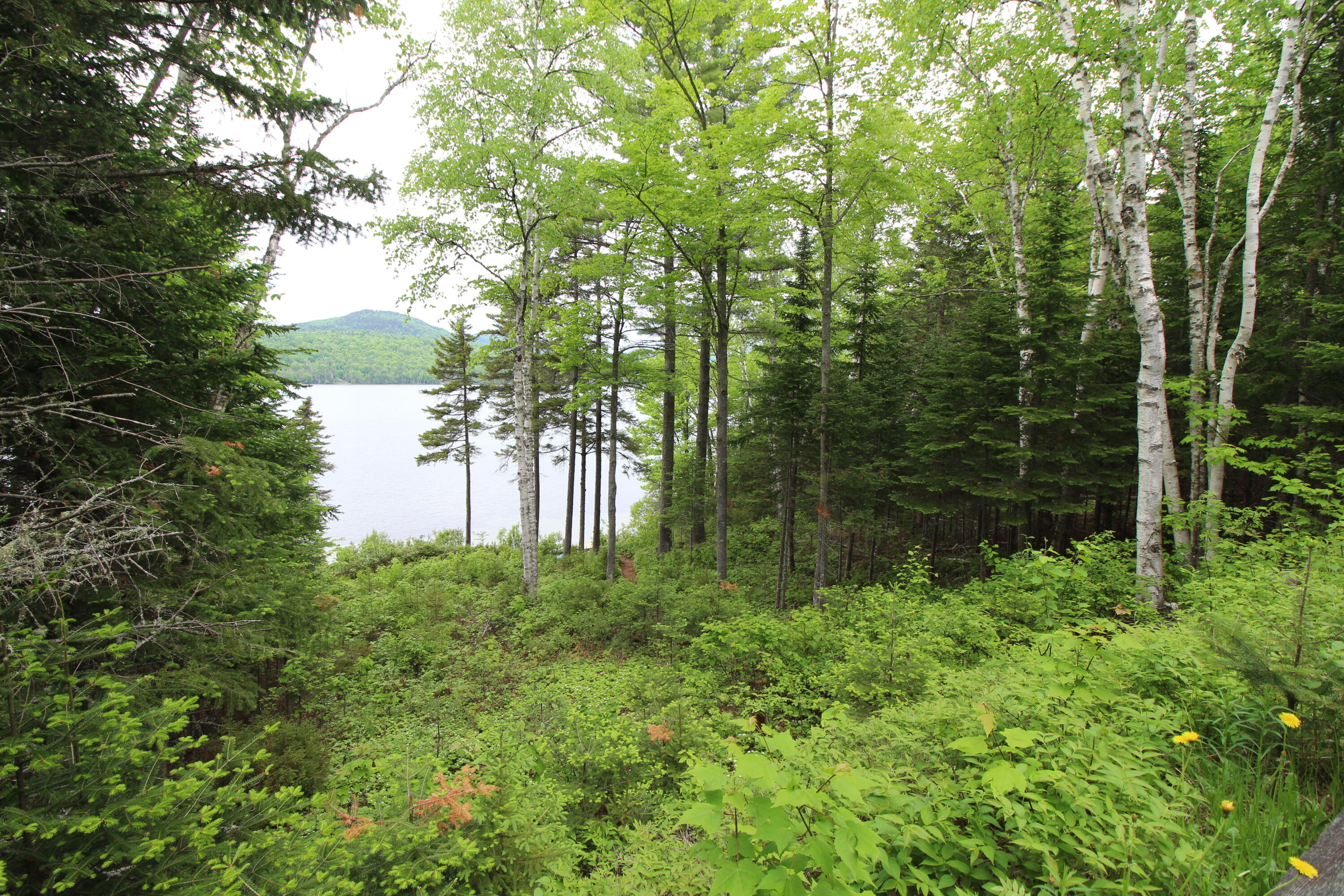 47 Hartland Road Rangeley, ME 04970 - Photo 47 of 55 IMG_2942