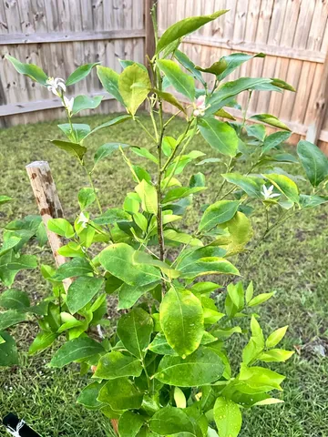 $447,900 | 3041 Crown Creek Circle, Crestview, FL 32539