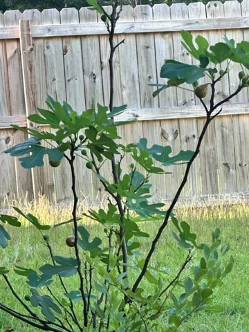 $447,900 | 3041 Crown Creek Circle, Crestview, FL 32539