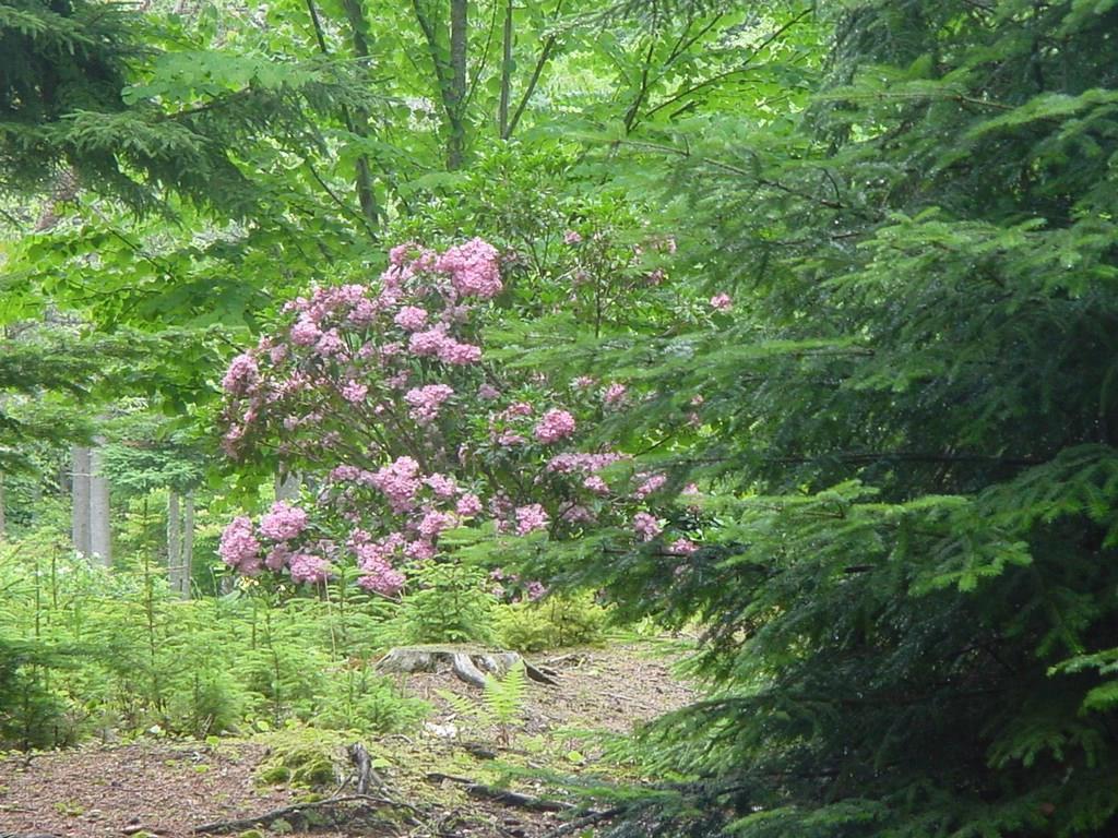 338 Davis Point Road Cushing, ME 04563 - Photo 25 of 35 Photo