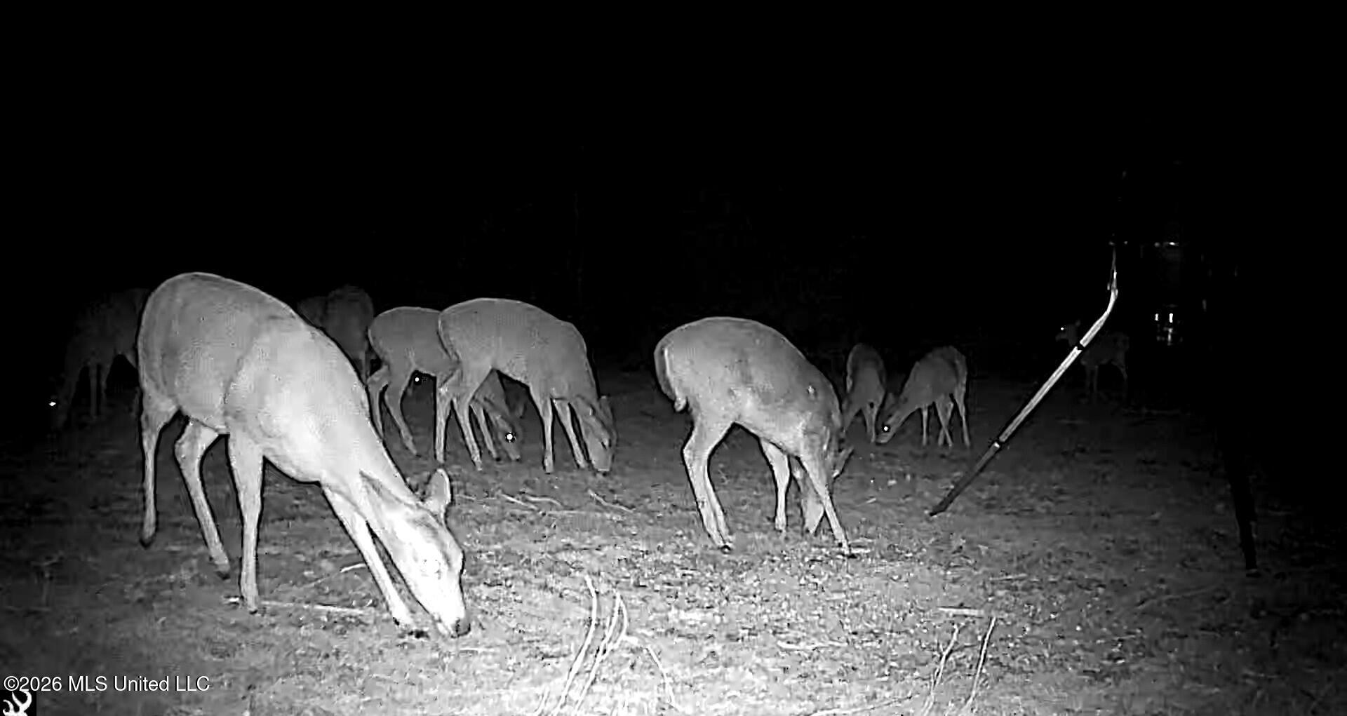 41 Mississippi Pontotoc, MS 38863 - Photo 36 of 47 Photo Mar 31 2026, 8 04 42 PM