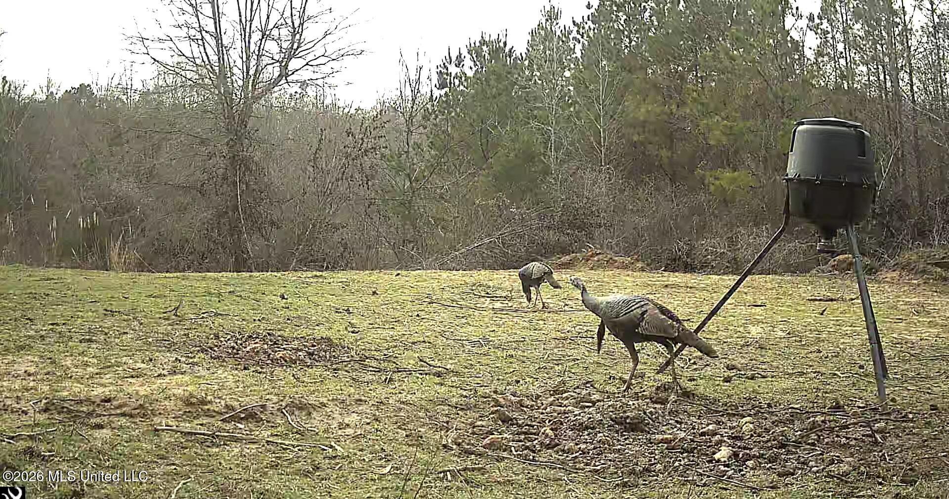41 Mississippi Pontotoc, MS 38863 - Photo 37 of 47 ReactNativeBlobUtilTmp_0nd74az3p1dngvilk