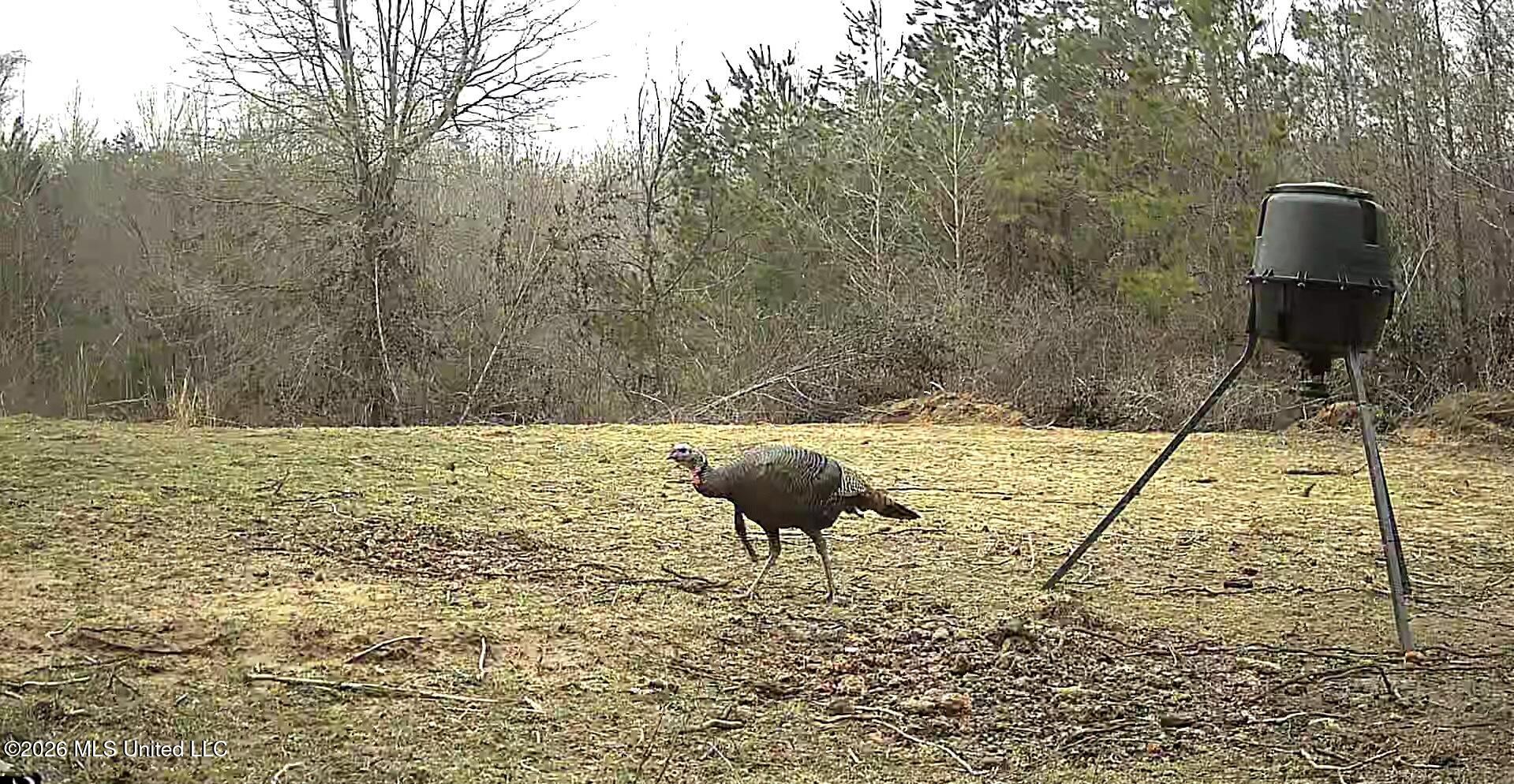 41 Mississippi Pontotoc, MS 38863 - Photo 38 of 47 ReactNativeBlobUtilTmp_2rxyzilee3xhud8f9