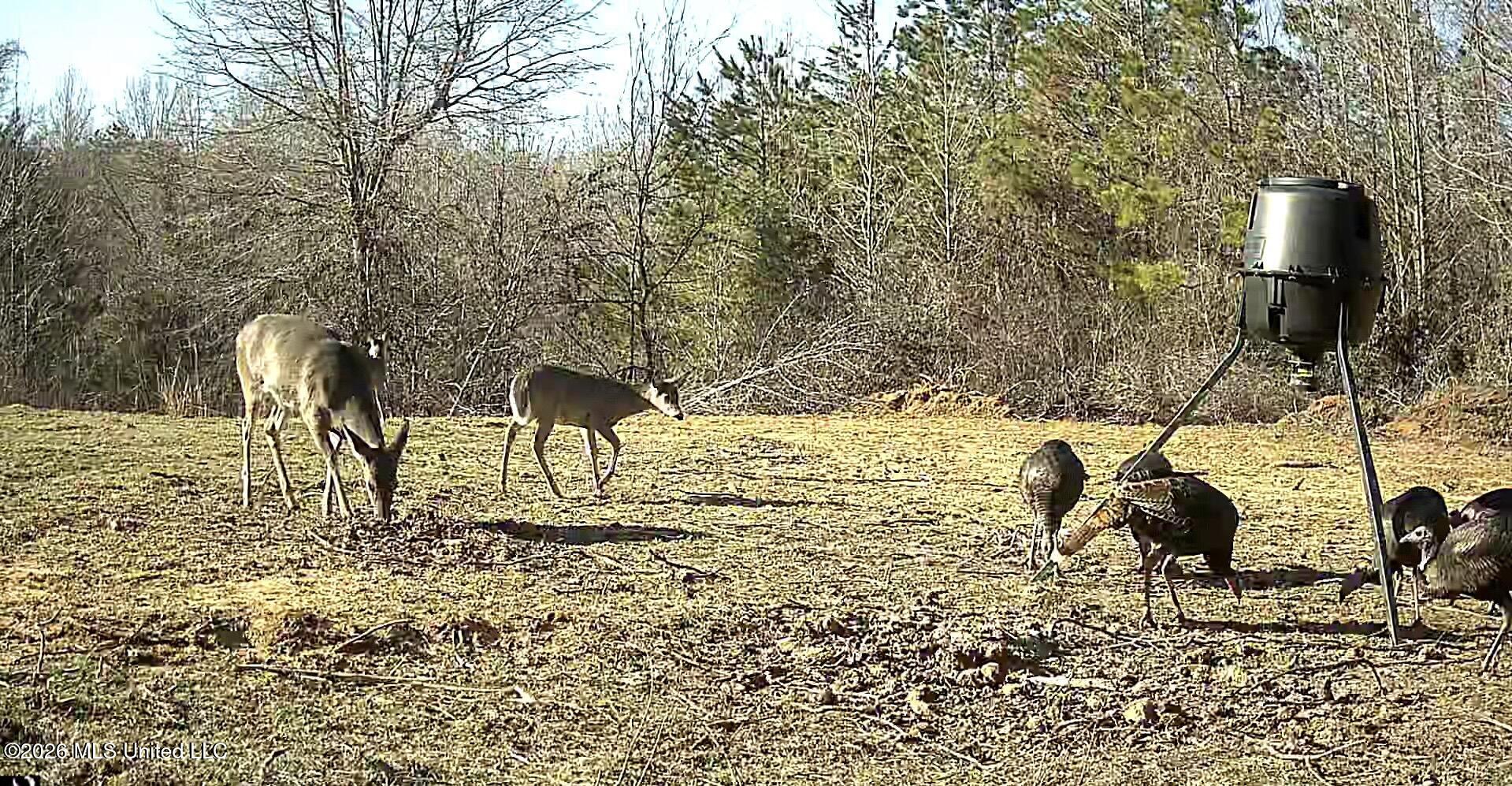 41 Mississippi Pontotoc, MS 38863 - Photo 39 of 47 ReactNativeBlobUtilTmp_8p5dueibxnyzyi5e7