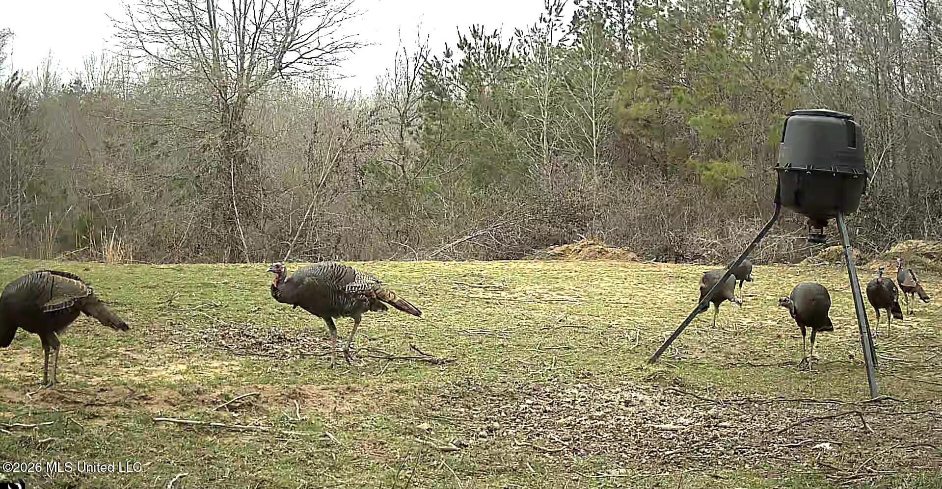 41 Mississippi Pontotoc, MS 38863 - Photo 40 of 47 ReactNativeBlobUtilTmp_ny14exybq5pa21gbd
