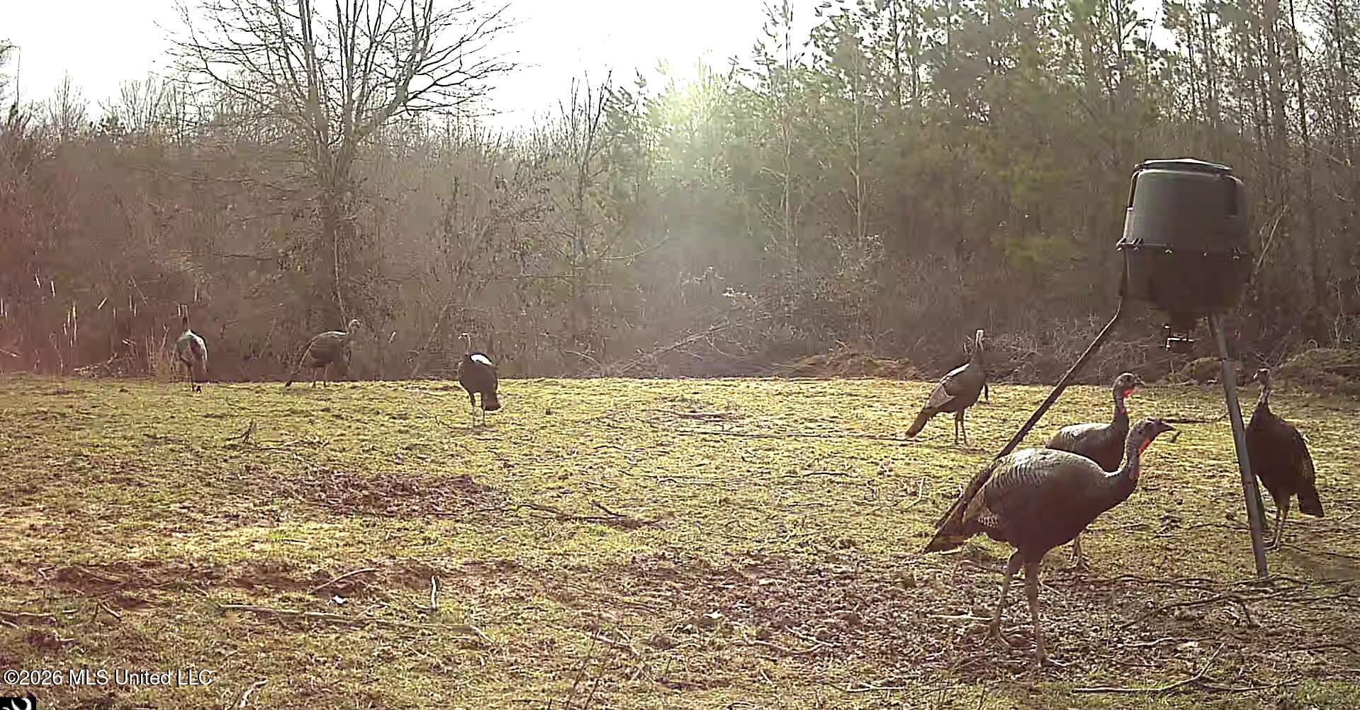 41 Mississippi Pontotoc, MS 38863 - Photo 41 of 47 ReactNativeBlobUtilTmp_xl39ttnp7c71h2ma3