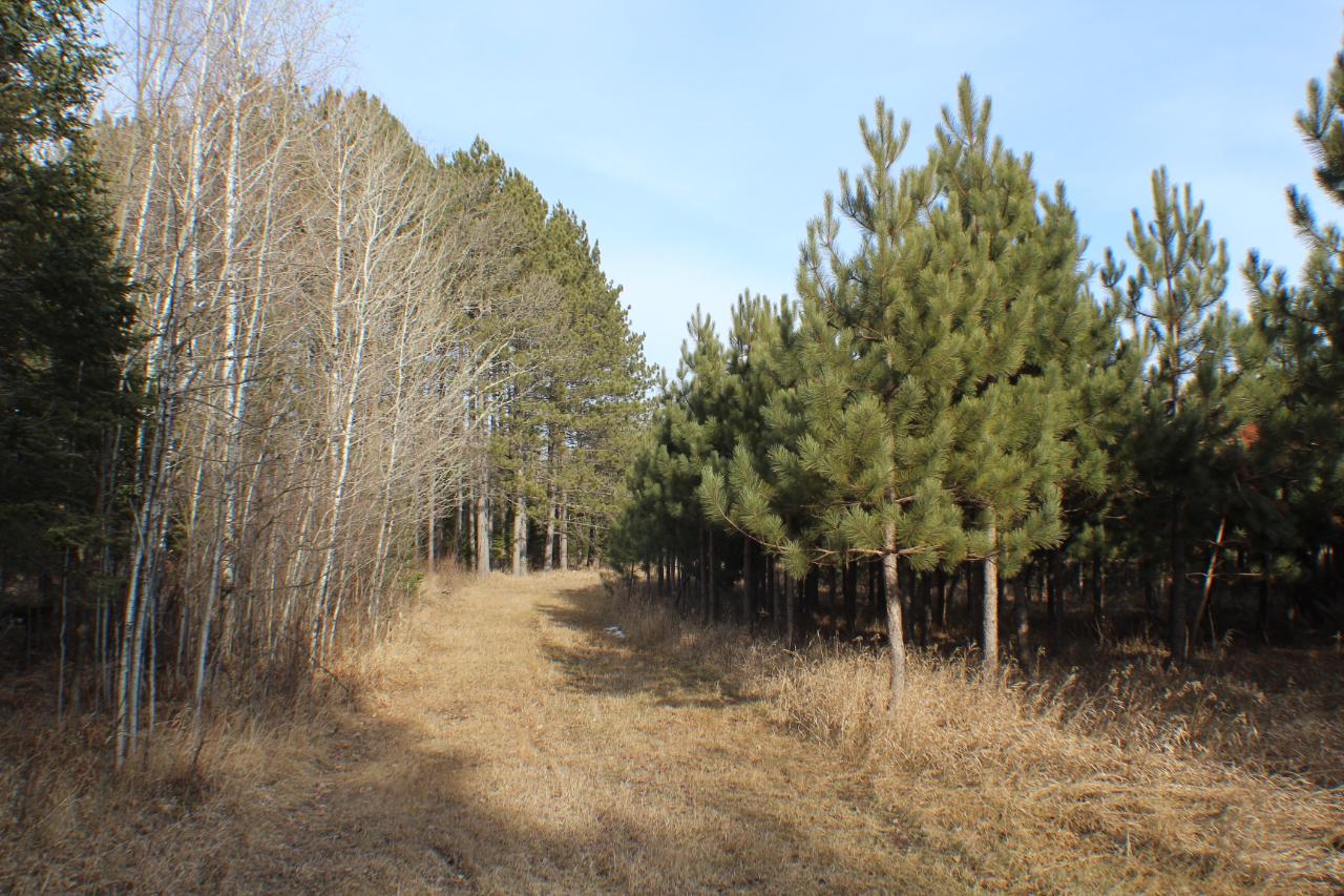 On On Right Of Way Road, Unit 40 ACRES Glidden, WI 54527 - Photo 21 of 54 Gallery Image 21