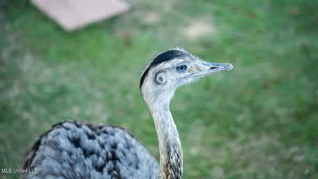 $4,900,000 | 11342 Highway 955, Ethel, LA 70730