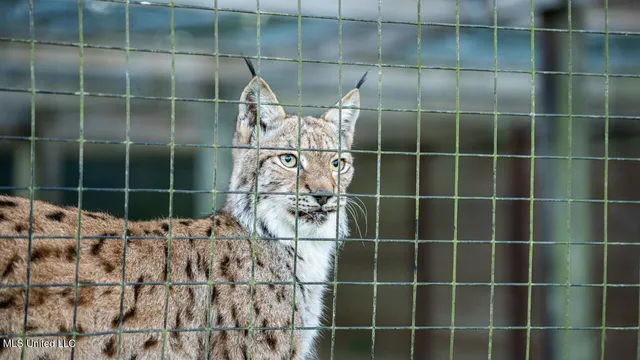 $4,900,000 | 11342 Highway 955, Ethel, LA 70730