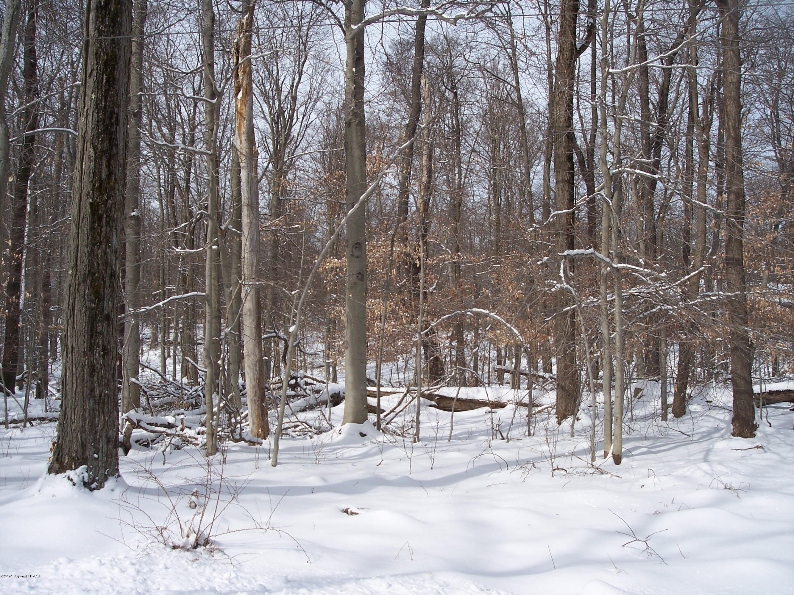 Winter 029