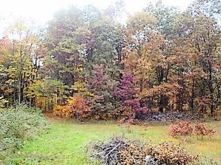 8453 North State Road Orleans, MI 48865 - Photo 11 of 27 DSC01200 (1)