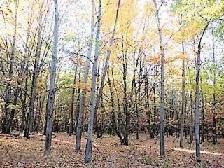 8453 North State Road Orleans, MI 48865 - Photo 12 of 27 DSC01216
