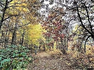 8453 North State Road Orleans, MI 48865 - Photo 14 of 27 IMG_0848 (2)