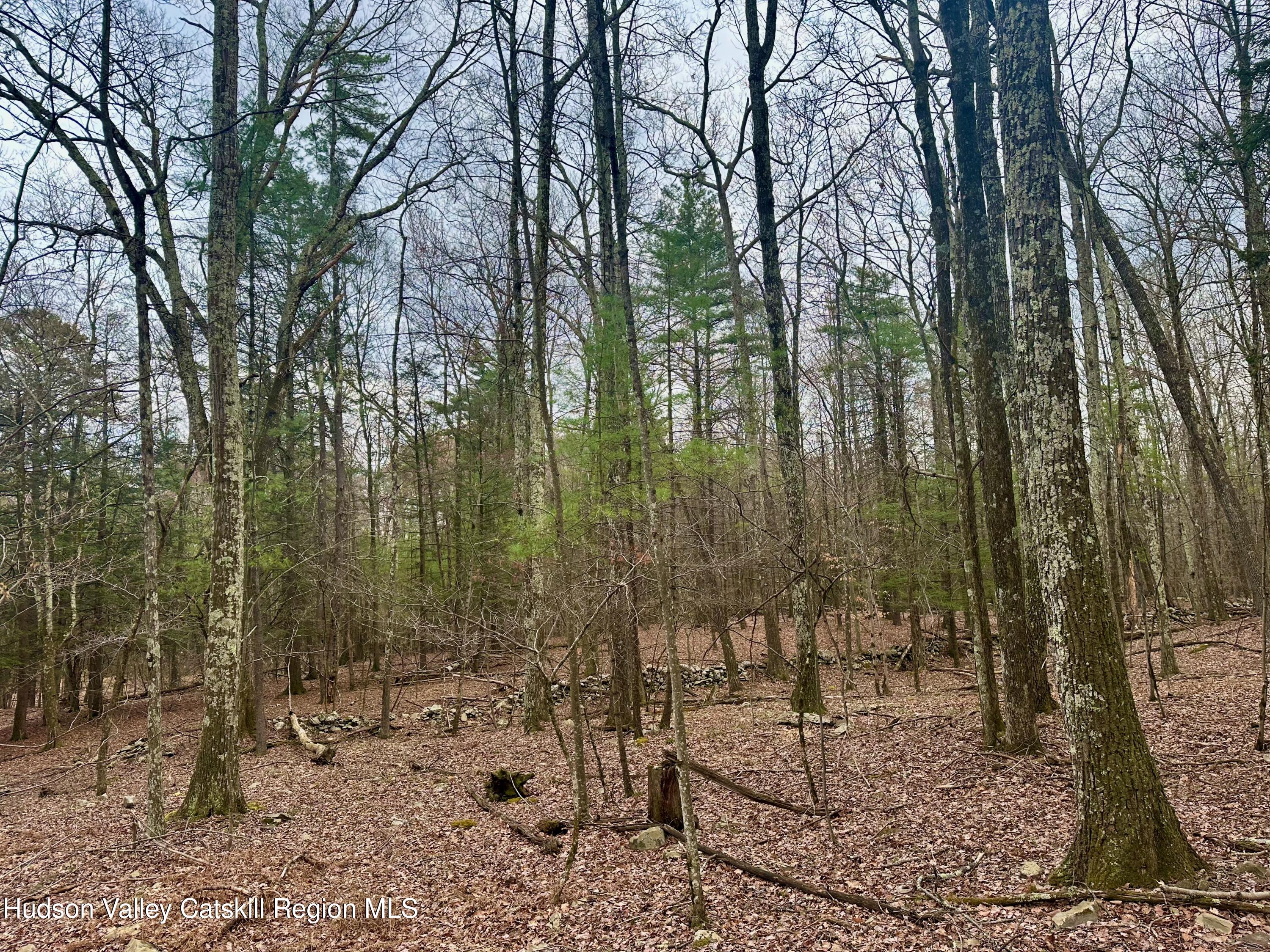 44 Cliff Road Accord, NY 12404 - Photo 10 of 19 a view of a forest filled with trees