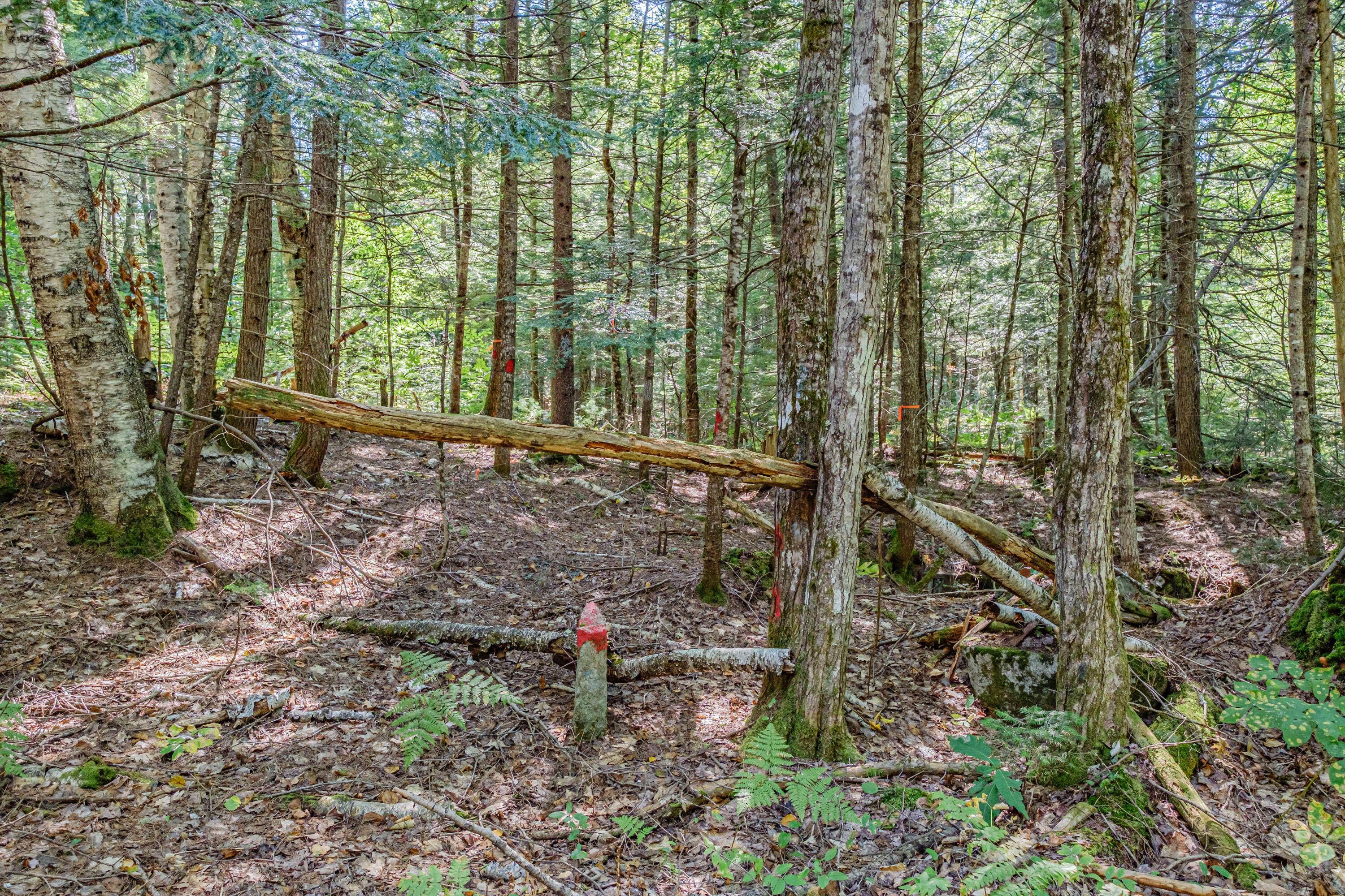 Lot 22 A Forest Denmark, ME 04022 - Photo 6 of 11 936BAAD9-43A8-4F51-8337-6F571DD1B281