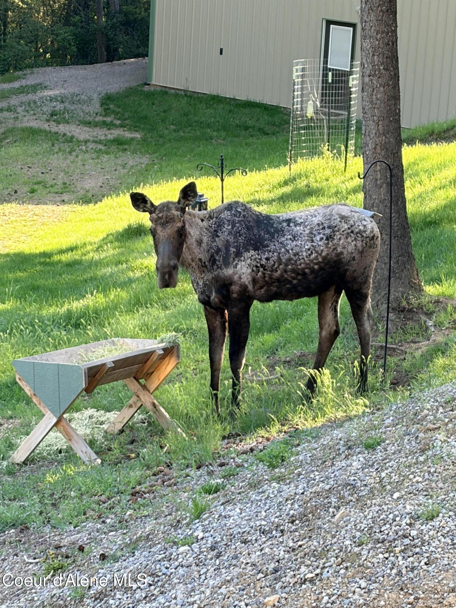 4177 East Eagles Mere Road Harrison, ID 83833 - Photo 109 of 110 Moose