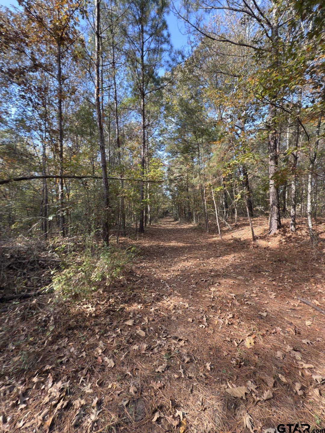 Tbd-a Boggy Road Waskom, TX 75692 - Photo 13 of 28 a view of outdoor space with trees
