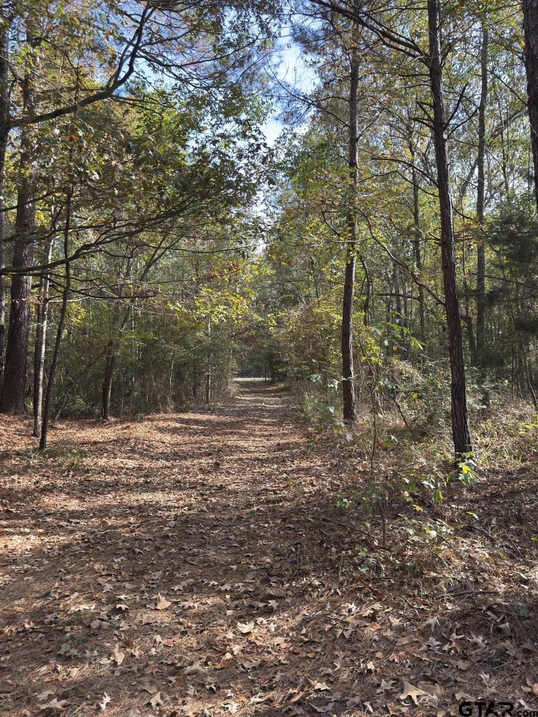 Tbd-a Boggy Road Waskom, TX 75692 - Photo 15 of 28 a backyard of a house with lots of green space