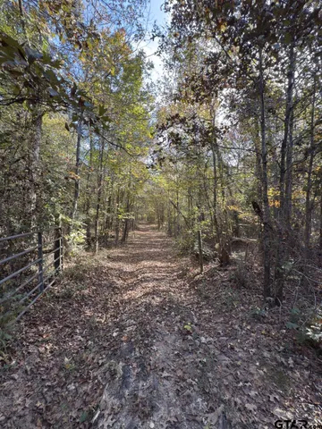 a view of a forest with trees