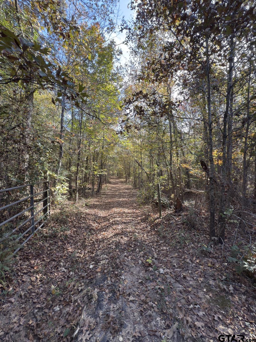 Tbd-a Boggy Road Waskom, TX 75692 - Photo 18 of 28 a view of a forest with trees