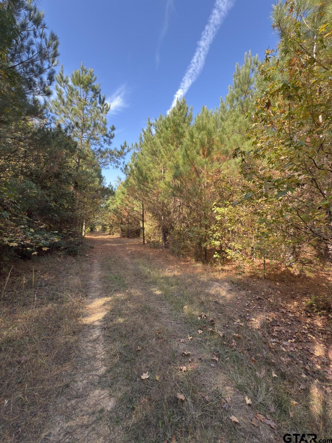 Tbd-a Boggy Road Waskom, TX 75692 - Photo 19 of 28 a view of a yard with a tree