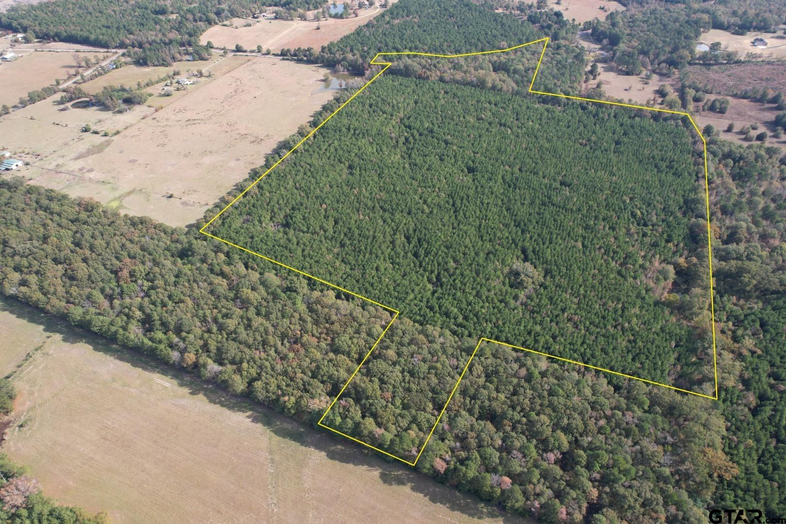 Tbd-a Boggy Road Waskom, TX 75692 - Photo 2 of 28 a view of a yard with a plant