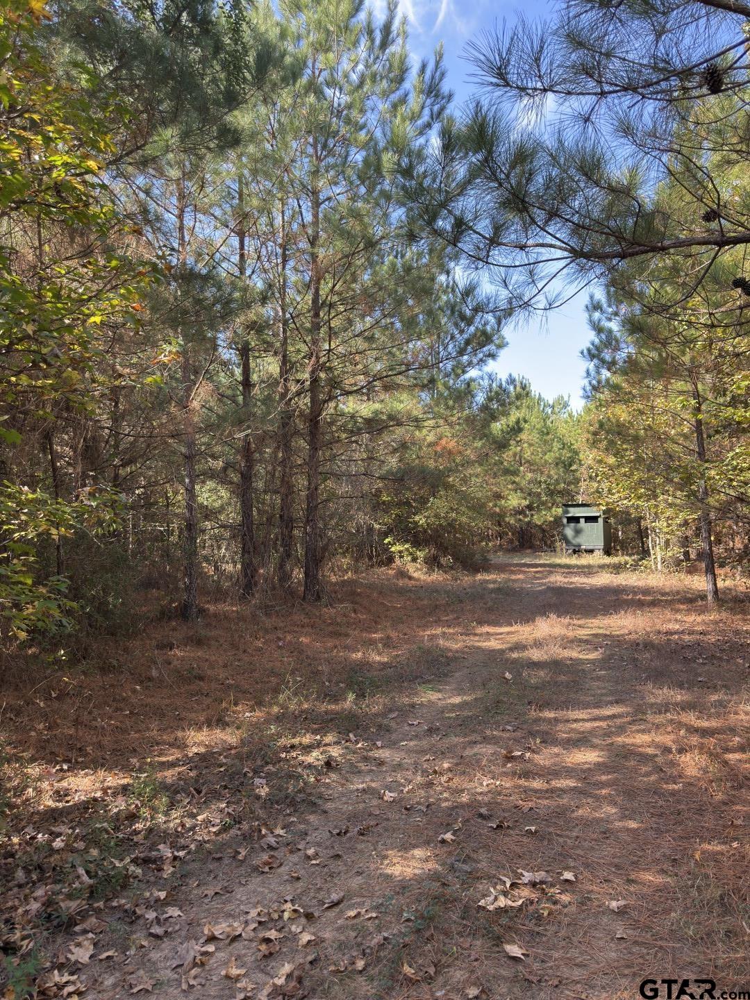 Tbd-a Boggy Road Waskom, TX 75692 - Photo 21 of 28 a view of a yard with a tree