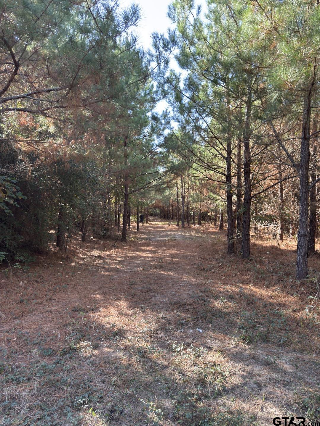 Tbd-a Boggy Road Waskom, TX 75692 - Photo 22 of 28 a view of outdoor space with trees