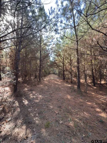 a view of a forest with trees in the background