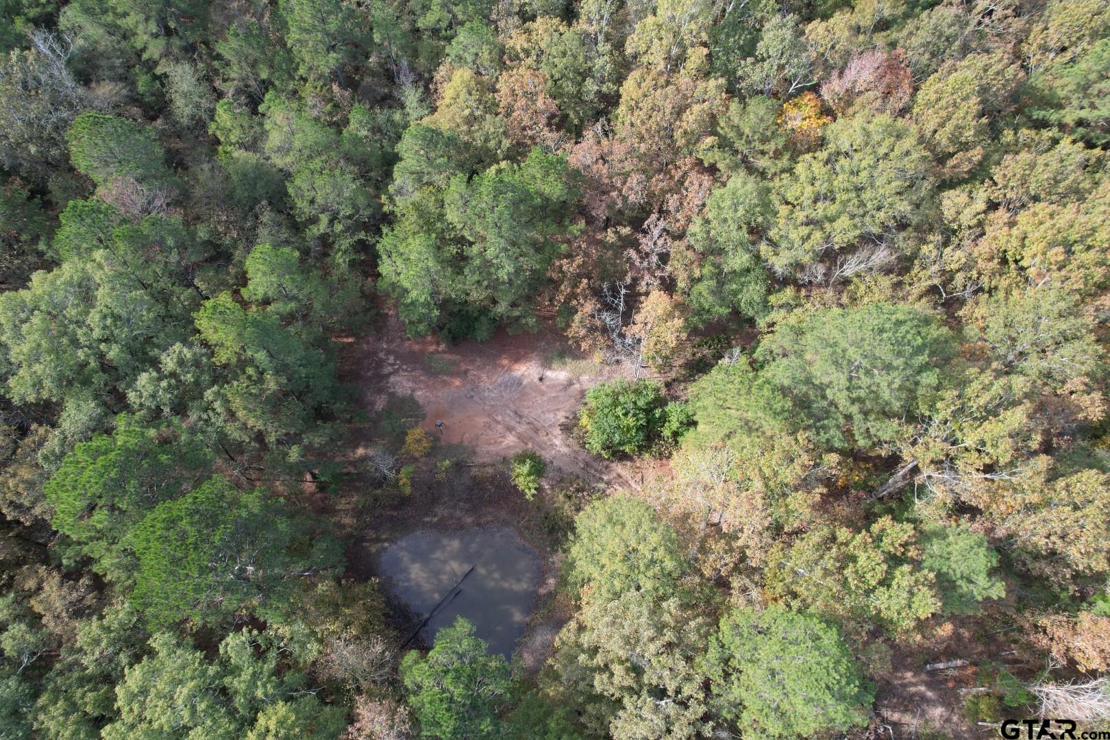 Tbd-a Boggy Road Waskom, TX 75692 - Photo 3 of 28 a view of a forest with a tree