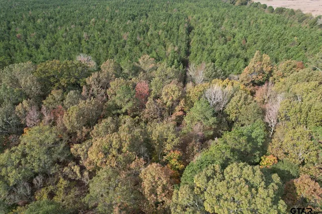 a view of a forest with lots of trees