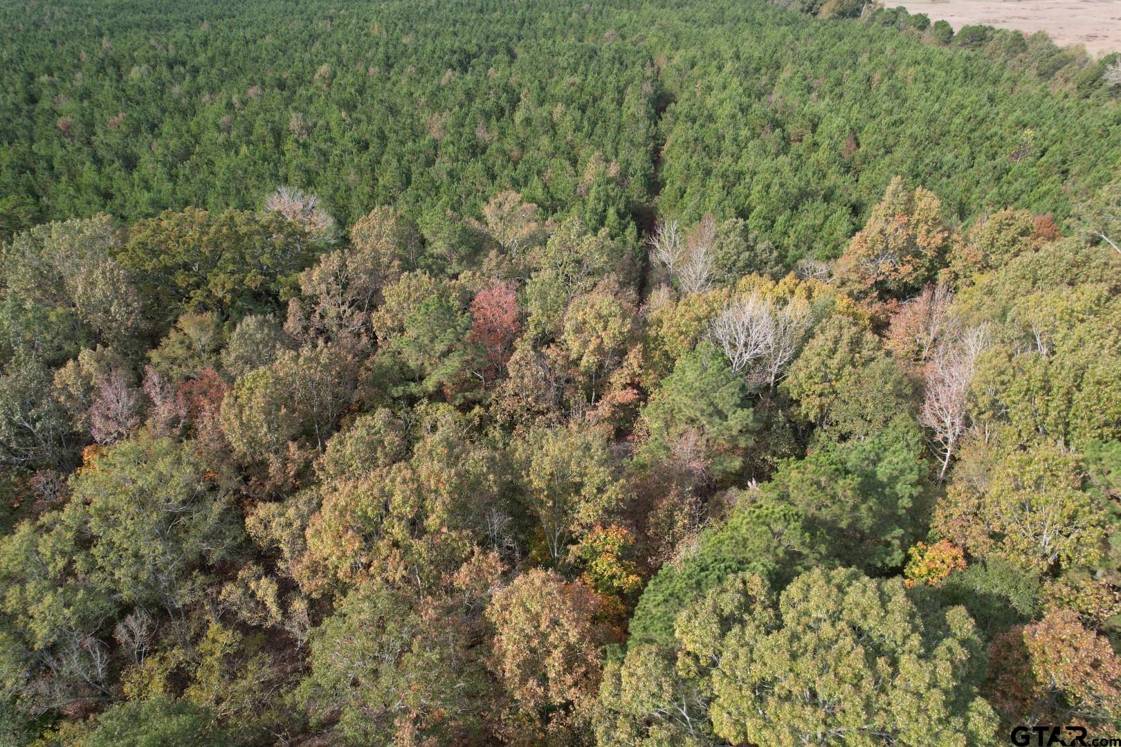Tbd-a Boggy Road Waskom, TX 75692 - Photo 4 of 28 a view of a forest with lots of trees