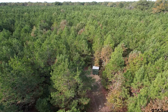 a view of a forest with a street