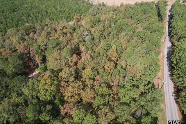 a view of a forest with a tree