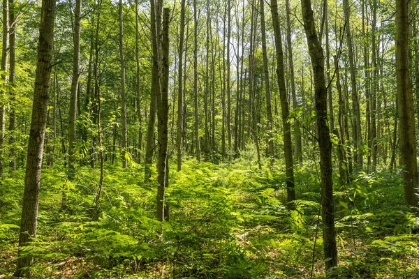 $372,000 | V/l Comstock Avenue, Unit PAR B, Bitely, MI 49309