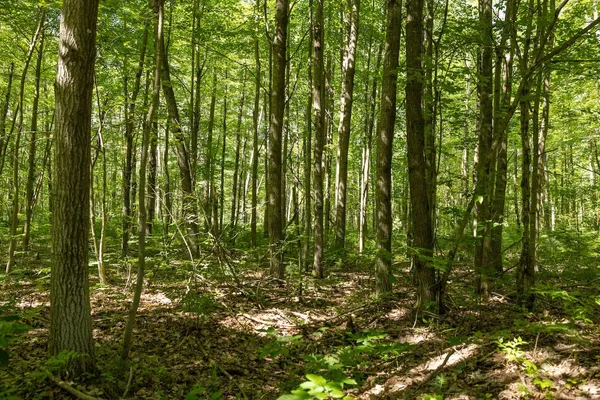 $372,000 | V/l Comstock Avenue, Unit PAR B, Bitely, MI 49309