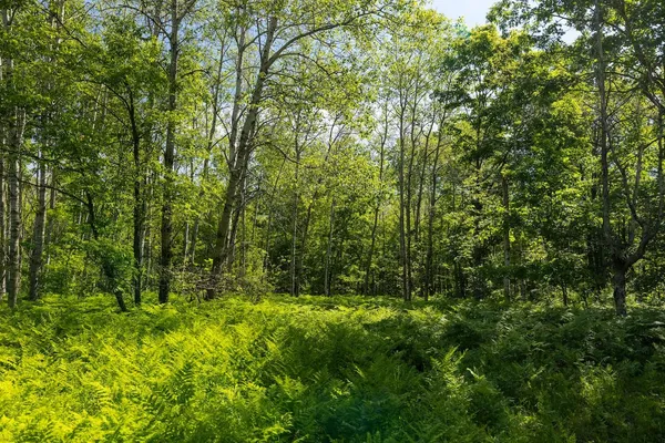 $372,000 | V/l Comstock Avenue, Unit PAR B, Bitely, MI 49309