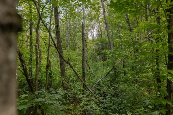 $372,000 | V/l Comstock Avenue, Unit PAR B, Bitely, MI 49309