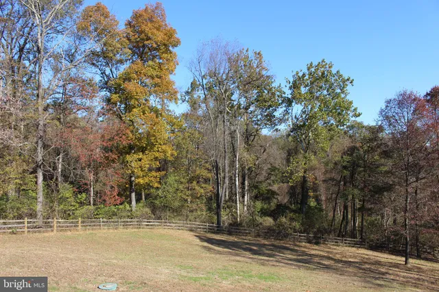 a view of a lush green forest with lots of trees