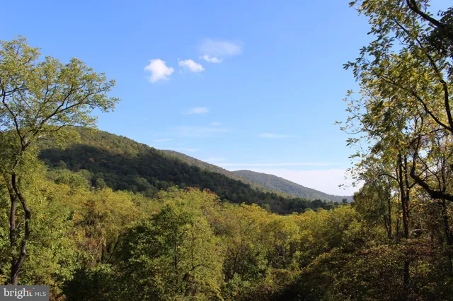 a view of a yard with large trees