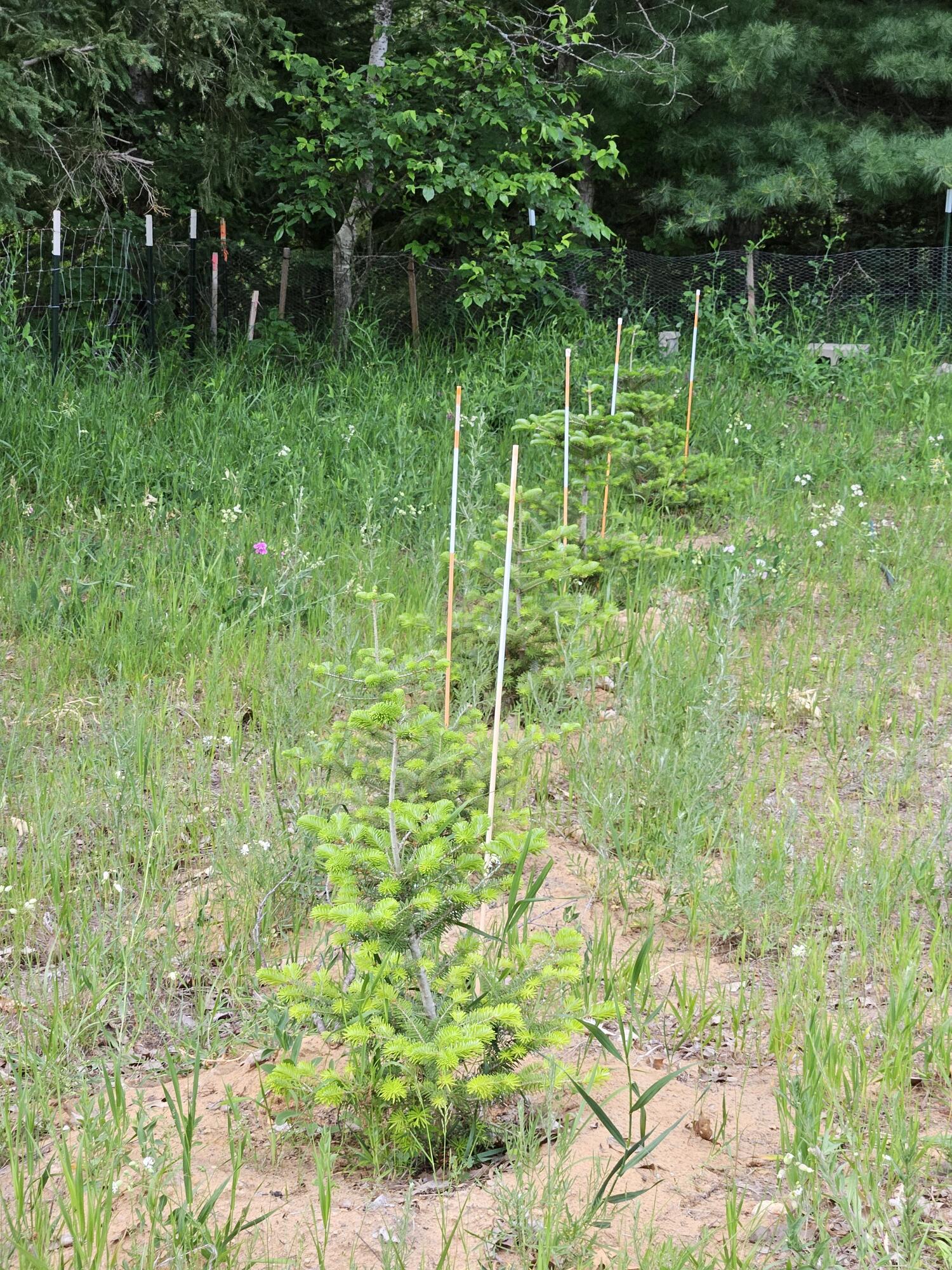 4511 Dangler Road Onaway, MI 49765 - Photo 18 of 23 Gallery Image 18