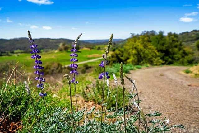 a view of a flower in a garden