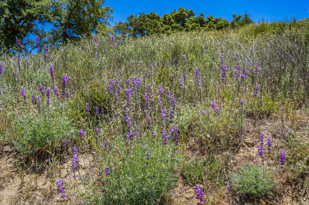 25677 Mesa Grande Road Santa Ysabel, CA 92070 - Photo 19 of 28 a view of a lot of flowers