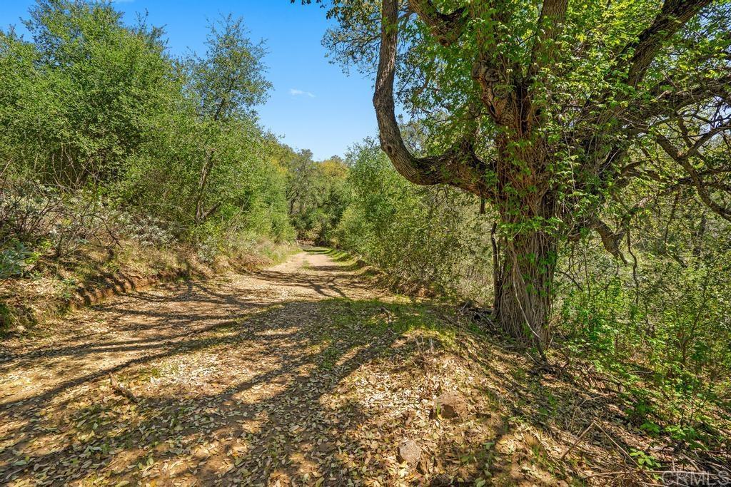 25677 Mesa Grande Road Santa Ysabel, CA 92070 - Photo 20 of 28 a view of a yard with plants and trees